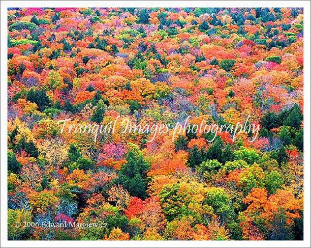 450222---Fall foliage, Porcupine Mounts Wilderness state park